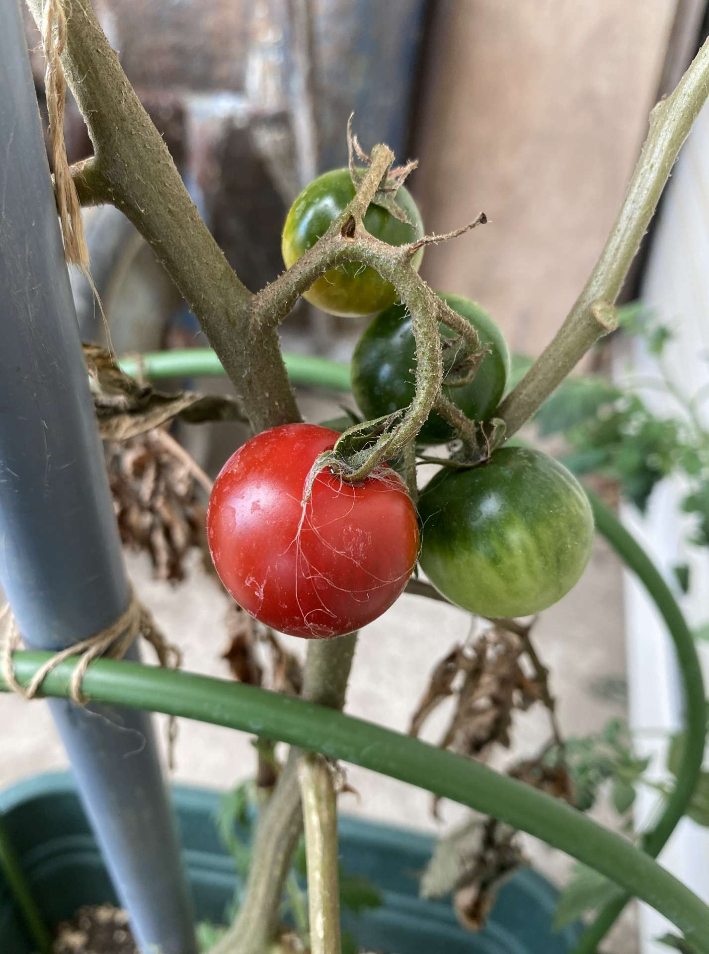 ミニトマト、すくすくと育っています。